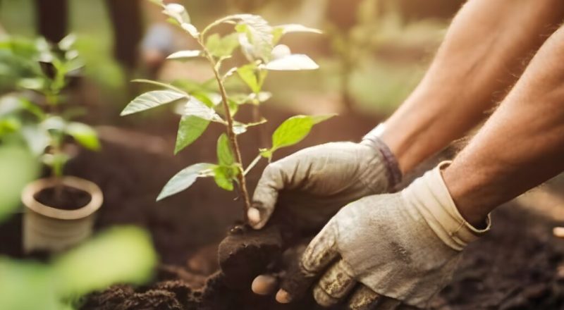 People planting trees or working in community garden promoting local food production and habitat restoration, concept of Sustainability and Community Engagement. Generative Ai
